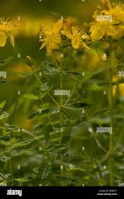 Attēlu rezultāti vaicājumam “Hypericum maculatum flower”