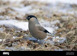 Attēlu rezultāti vaicājumam “Pyrrhula pyrrhula female”