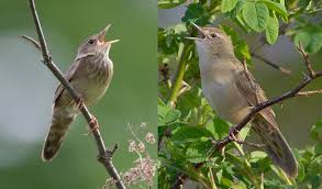 Image result for Locustella fluviatilis