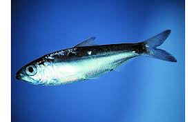 Image result for Alosa alabamae