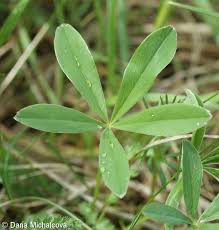 Attēlu rezultāti vaicājumam “Potentilla alba”