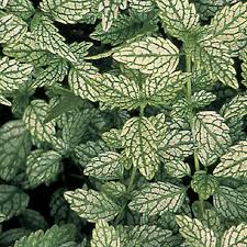 Attēlu rezultāti vaicājumam “Lamproderma nigrescens stalked”