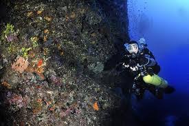 Image result for TAL Divers
