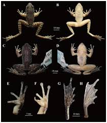 Attēlu rezultāti vaicājumam “Ranidae”