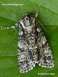 Attēlu rezultāti vaicājumam “Acronicta rumicis”