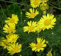 Attēlu rezultāti vaicājumam “Anthemis tinctoria leaf”