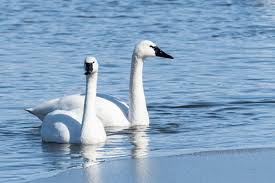 Attēlu rezultāti vaicājumam “Cygnus columbianus”