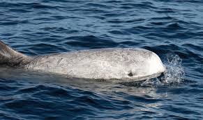 Image result for Grampus griseus