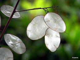 Attēlu rezultāti vaicājumam “Lunaria annua leaf”