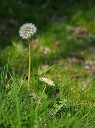 Attēlu rezultāti vaicājumam “Taraxacum suecicum flower”