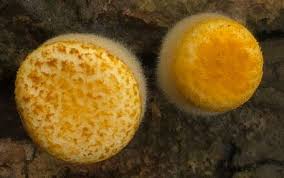 Attēlu rezultāti vaicājumam “Ascotremella faginea”