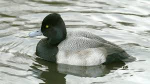 Image result for Aythya affinis