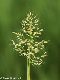 Attēlu rezultāti vaicājumam “Trisetum flavescens flower”