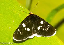 Attēlu rezultāti vaicājumam “Archips podana male”