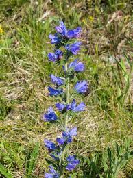 Attēlu rezultāti vaicājumam “Echium vulgare”