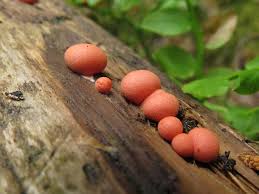 Attēlu rezultāti vaicājumam “Lycogala sp.”