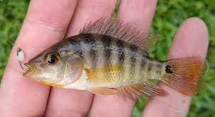 Image result for Eugerres plumieri