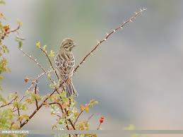 Image result for Emberiza leucocephalos