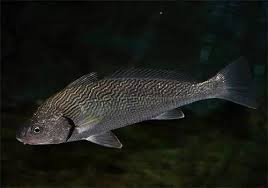 Image result for Umbrina cirrosa