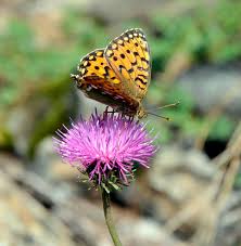 Attēlu rezultāti vaicājumam “Clossiana selene”