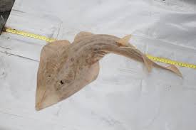 Image result for Acroteriobatus annulatus