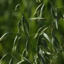 Attēlu rezultāti vaicājumam “Avena sativa fruit”