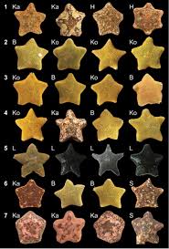 Attēlu rezultāti vaicājumam “Hoplia parvula imago”