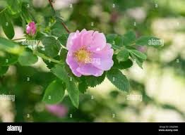 Attēlu rezultāti vaicājumam “Rosa majalis”