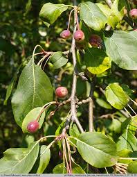 Attēlu rezultāti vaicājumam “Malus mandshurica”