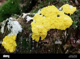 Attēlu rezultāti vaicājumam “Fuligo septica var. flava macro”