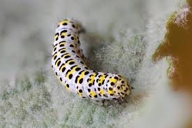 Attēlu rezultāti vaicājumam “Cucullia verbasci”