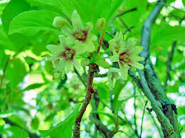 Attēlu rezultāti vaicājumam “Schisandra chinensis flower”