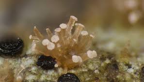 Attēlu rezultāti vaicājumam “Lecidella elaeochroma”