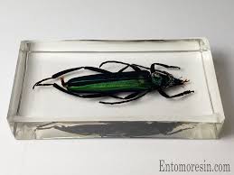 Attēlu rezultāti vaicājumam “Aromia moschata”