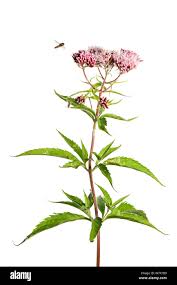 Image result for Eupatorium cannabinum