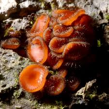 Attēlu rezultāti vaicājumam “Scutellinia scutellata”