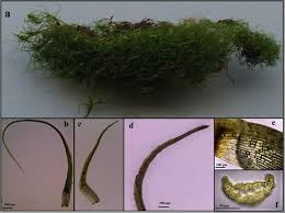 Attēlu rezultāti vaicājumam “Dicranella crispa”