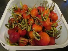 Attēlu rezultāti vaicājumam “Rosa villosa fruit”