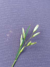 Attēlu rezultāti vaicājumam “Danthonia decumbens bud”