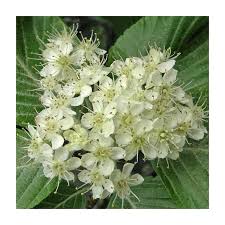 Attēlu rezultāti vaicājumam “Sorbus aria”