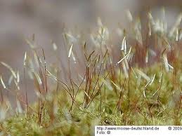 Attēlu rezultāti vaicājumam “Homomallium incurvatum sporophyte”