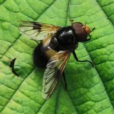 Attēlu rezultāti vaicājumam “Volucella pellucens”