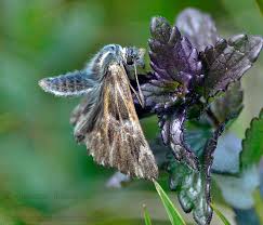 Attēlu rezultāti vaicājumam “Carcharodus floccifera”