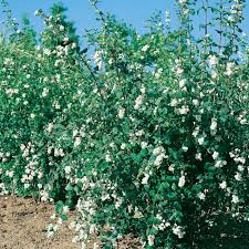 Attēlu rezultāti vaicājumam “Symphoricarpos albus”