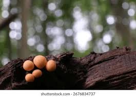 Attēlu rezultāti vaicājumam “Lycogala conicum young”