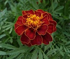 Attēlu rezultāti vaicājumam “Tagetes”