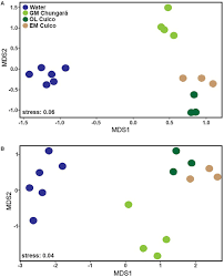 Attēlu rezultāti vaicājumam “Nostoc pruniforme cells”