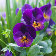 Attēlu rezultāti vaicājumam “Viola uliginosa flower”