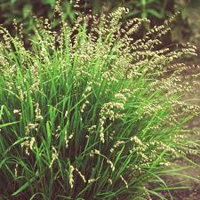 Attēlu rezultāti vaicājumam “Melica nutans flower”