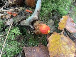 Attēlu rezultāti vaicājumam “Enerthenema papillatum stalked”